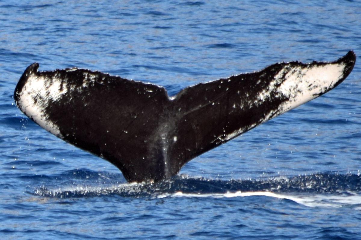 Fluke of Dunkle (FS)