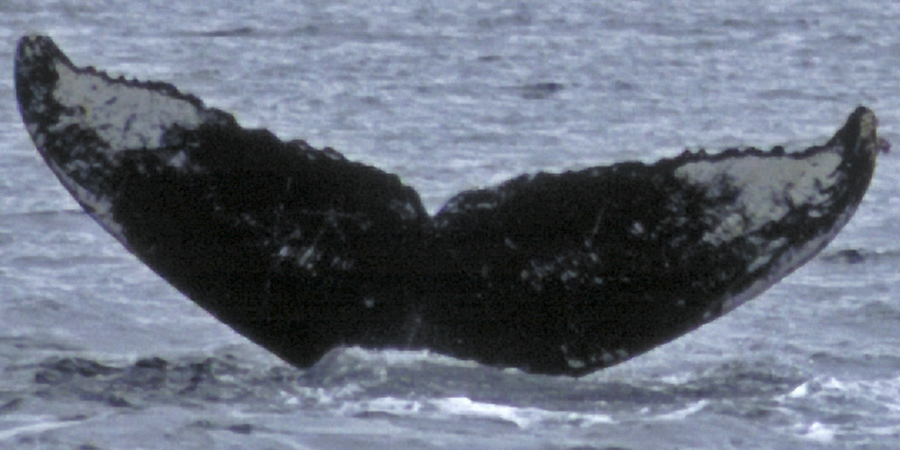 Fluke of Equilibrium aka Dogface or Mahalo (FS)