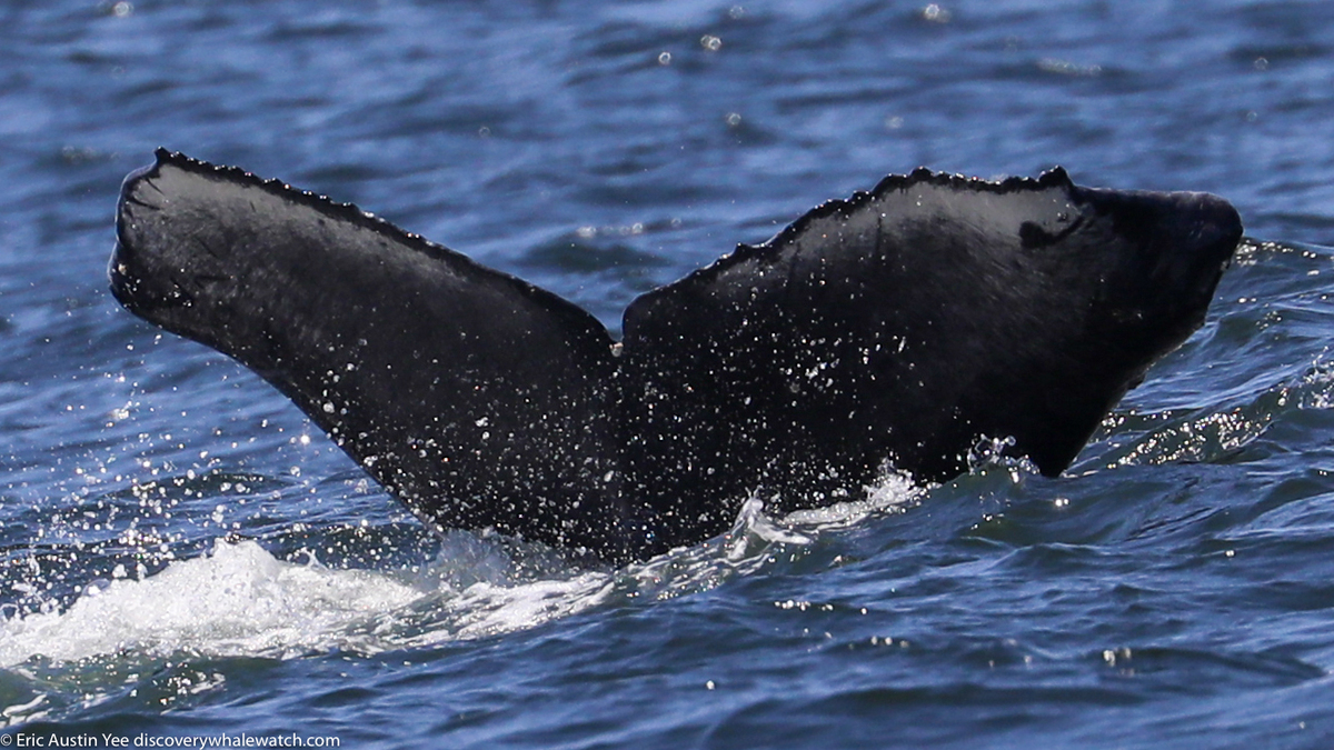 Fluke of 2020-2021 calf of CRC-19952