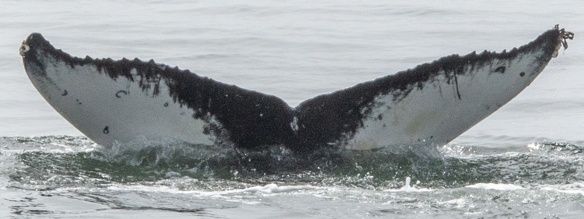 Fluke of CRC-19951