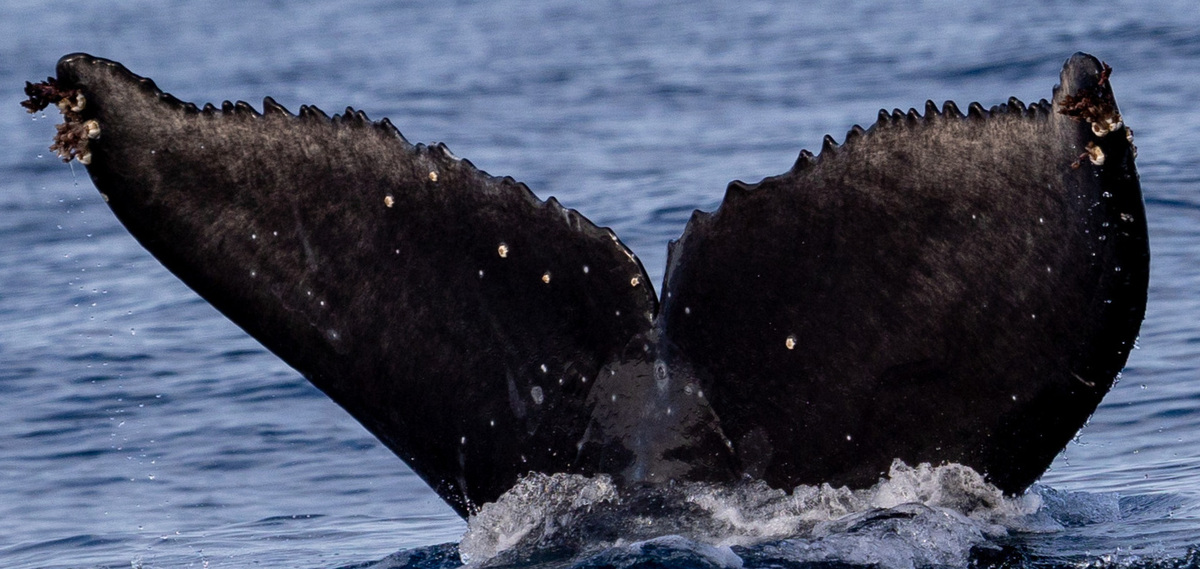 Fluke of 2020-2021 calf of Chompers