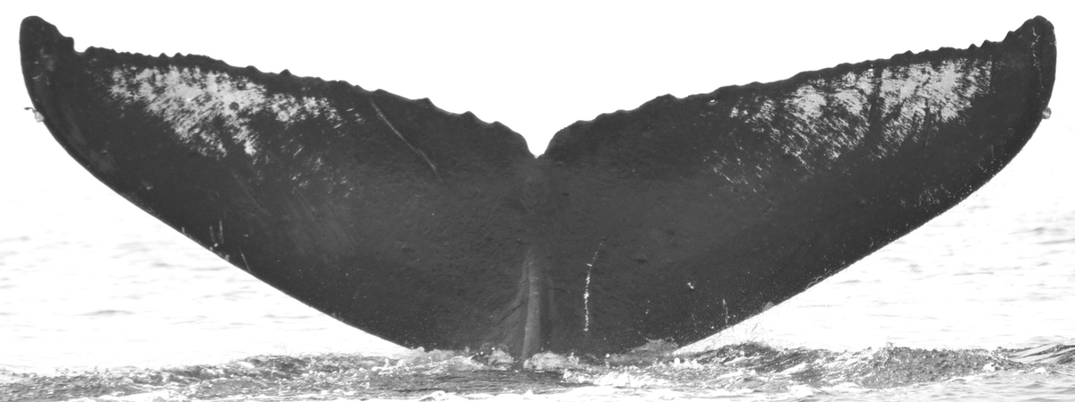Fluke of Asymptotic