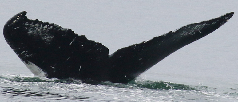 Fluke of Kuliana (FS)