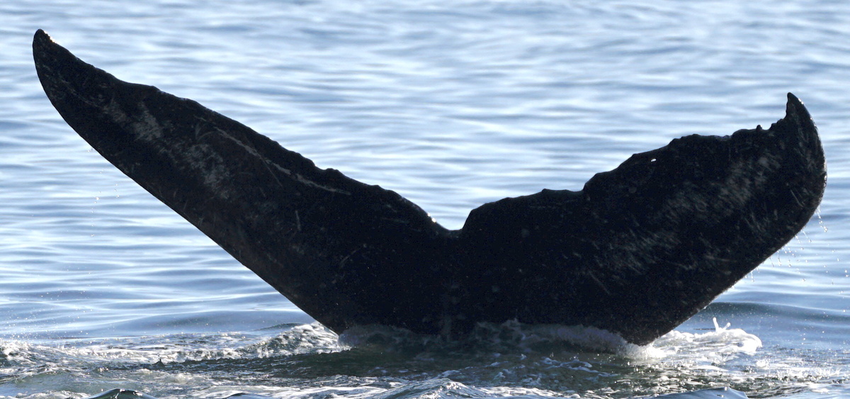 Fluke of Crax UP (FS)