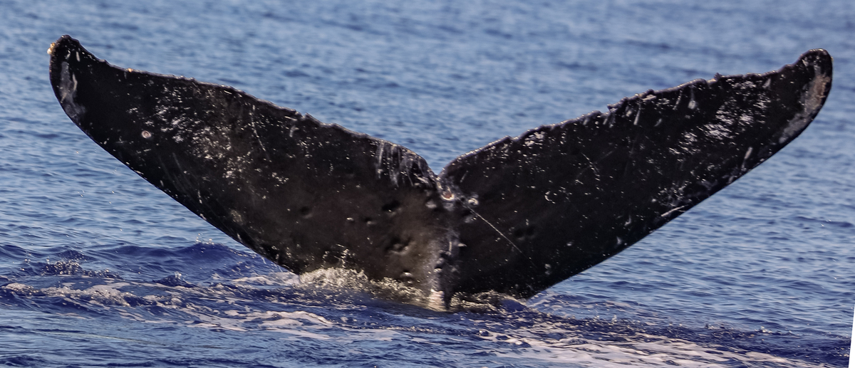 Fluke of Ikabaud (FS)