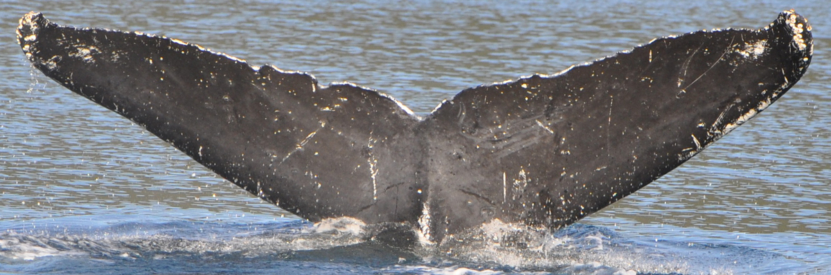 Fluke of Ingrid