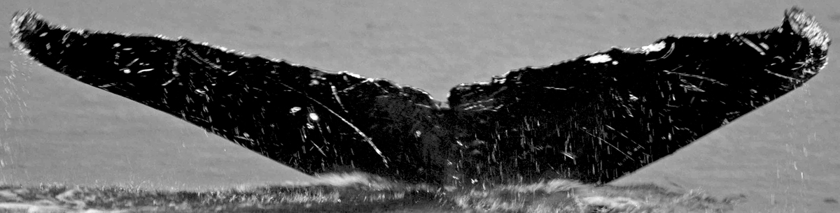 Fluke of Ishmale aka BauTelloPanner