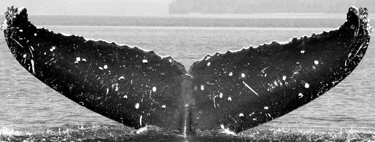 Fluke of Jagged (FS)