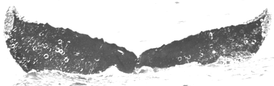 Fluke of Javelina (FS)