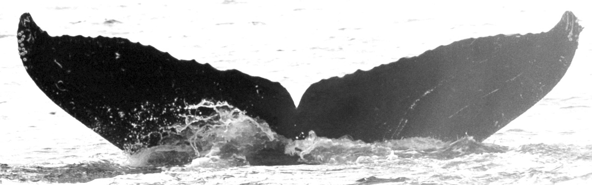Fluke of Jubiru (FS)