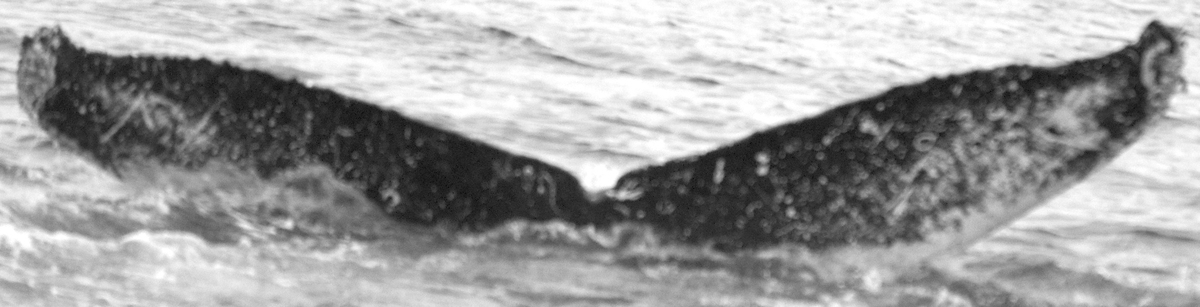 Fluke of JudasHole (FS)