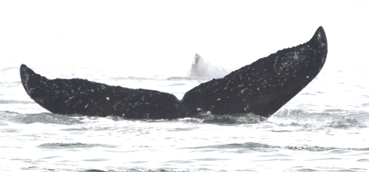 Fluke of Kahokukano (FS)