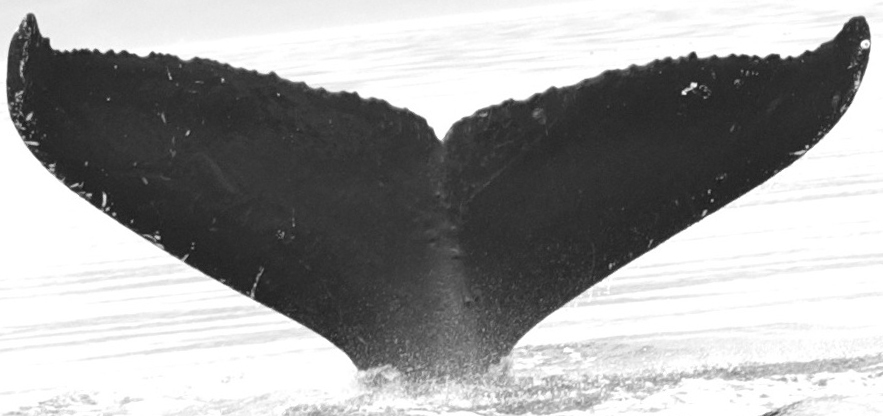 Fluke of KaneMoaAla (FS)
