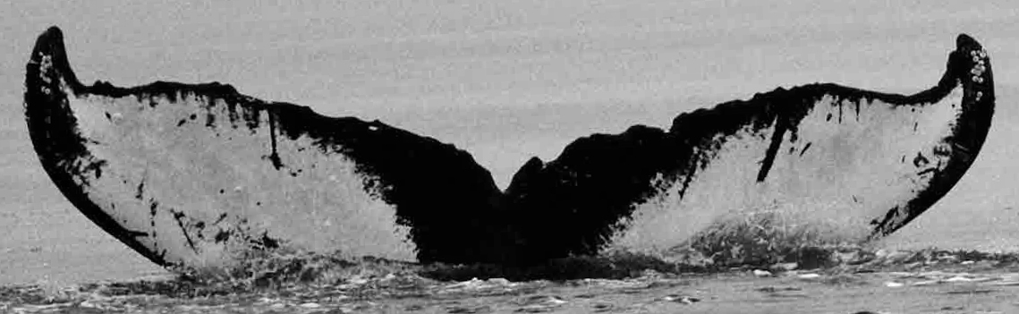 Fluke of Kaos (FS)