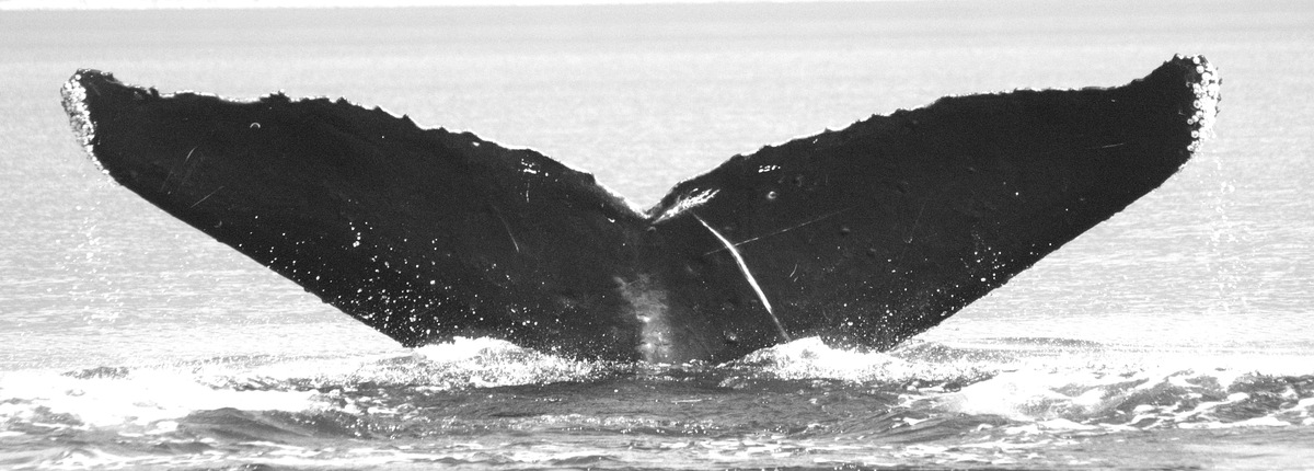 Fluke of Kenny (FS)