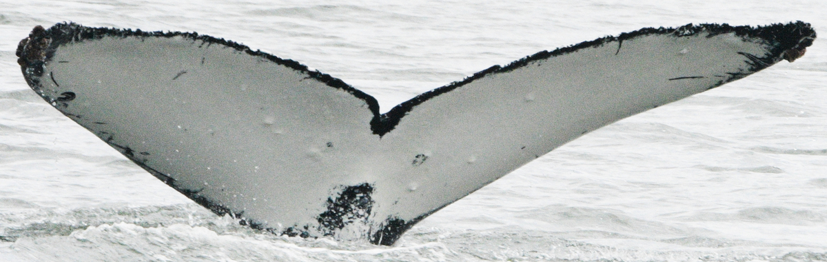 Fluke of SEAK-5356
