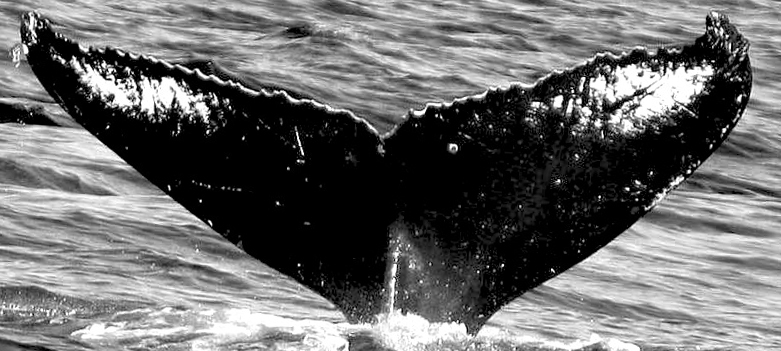Fluke of Khadija or Sorex (FS)