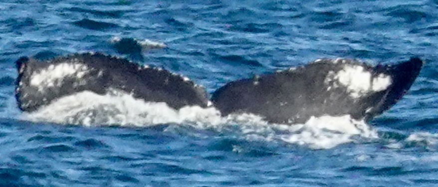 Fluke of HW-MN0300673