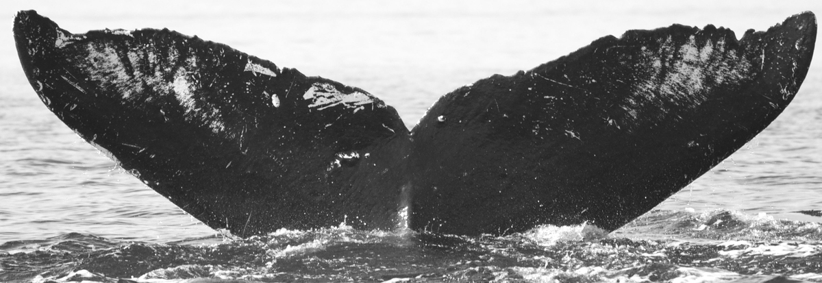 Fluke of KikiKanuku (FS)