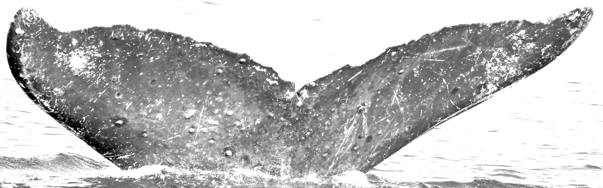 Fluke of Halicoprion (FS)
