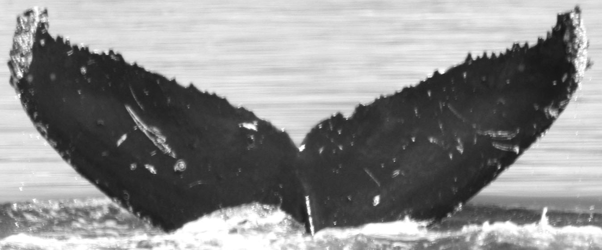 Fluke of Kinoiwi