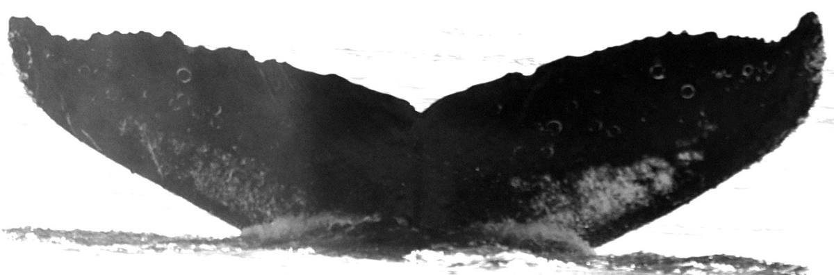 Fluke of Kojima (FS)