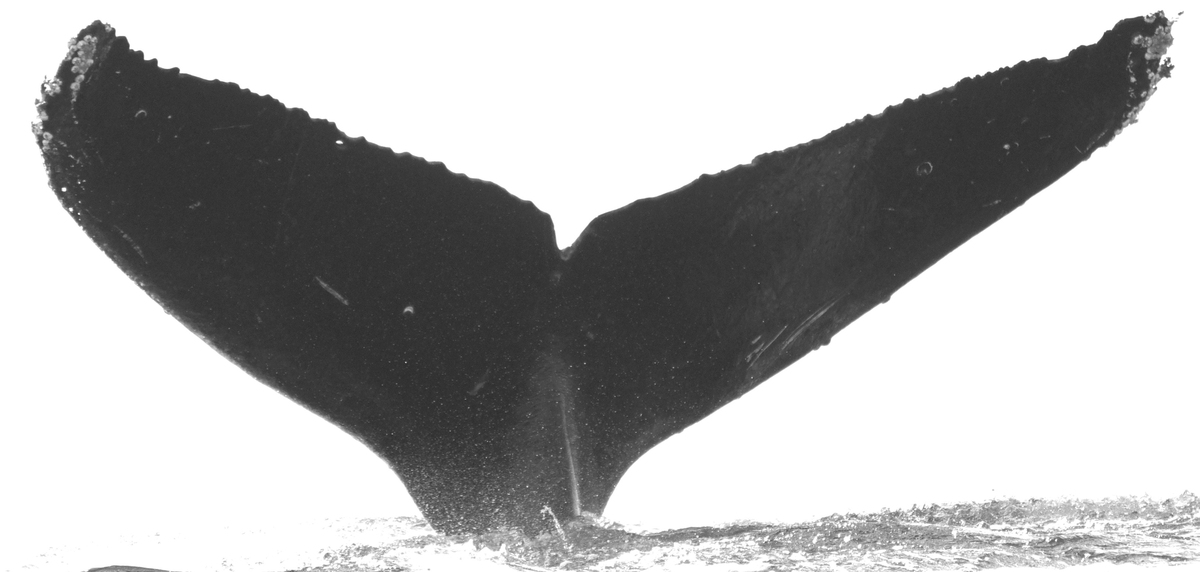 Fluke of Koko Lowini I aka Mystitocracy (FS)