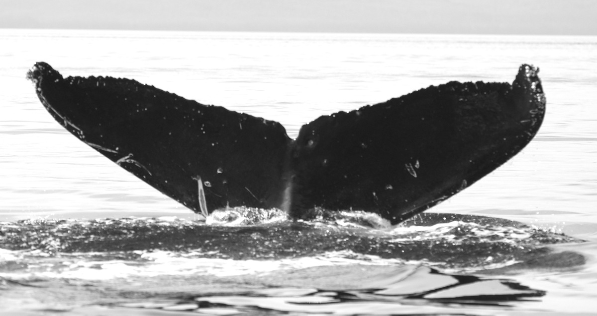 Fluke of KukukuKohola (FS)