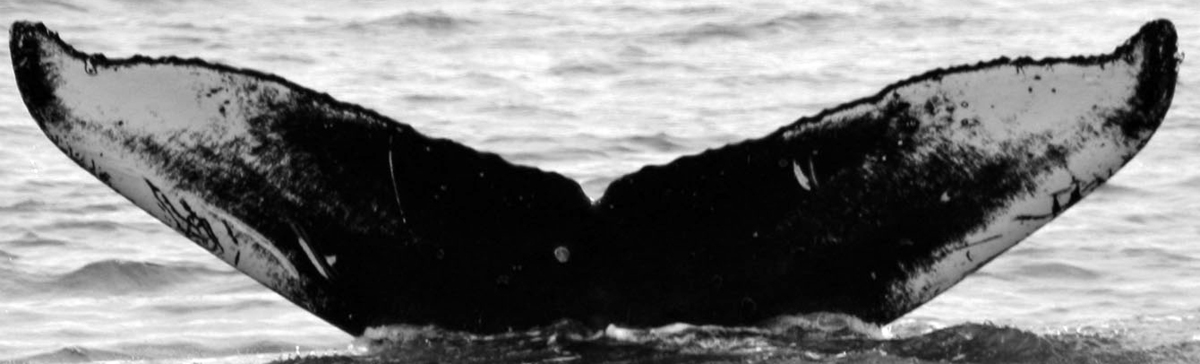 Fluke of Hobo (SEAK) aka Kuwalaowala or Pivorunas (FS)