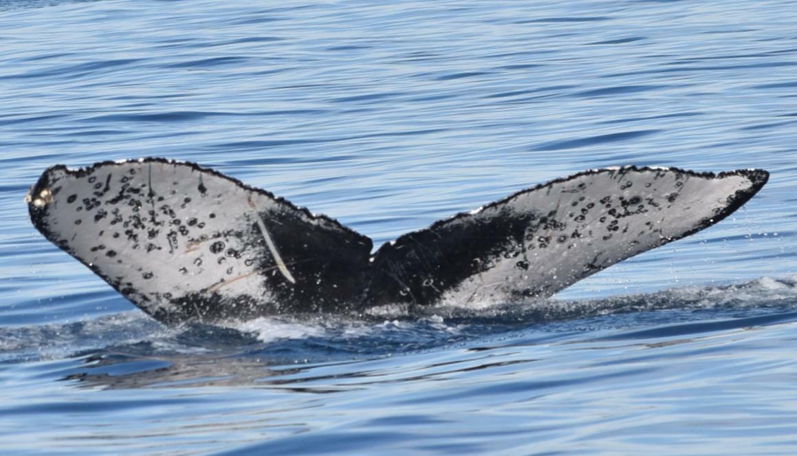 Fluke of Appaloosa (California)