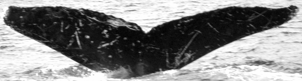 Fluke of Lambda (SE Alaska)
