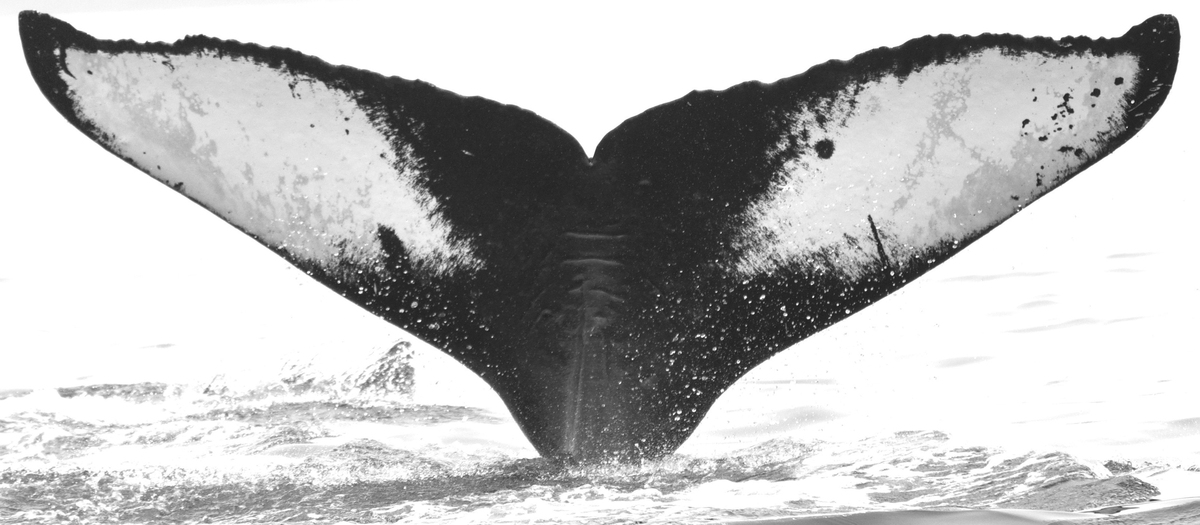 Fluke of LiNihoPalao