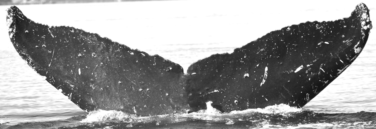 Fluke of LomaLinda (FS)