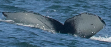 Fluke of CRC-19948