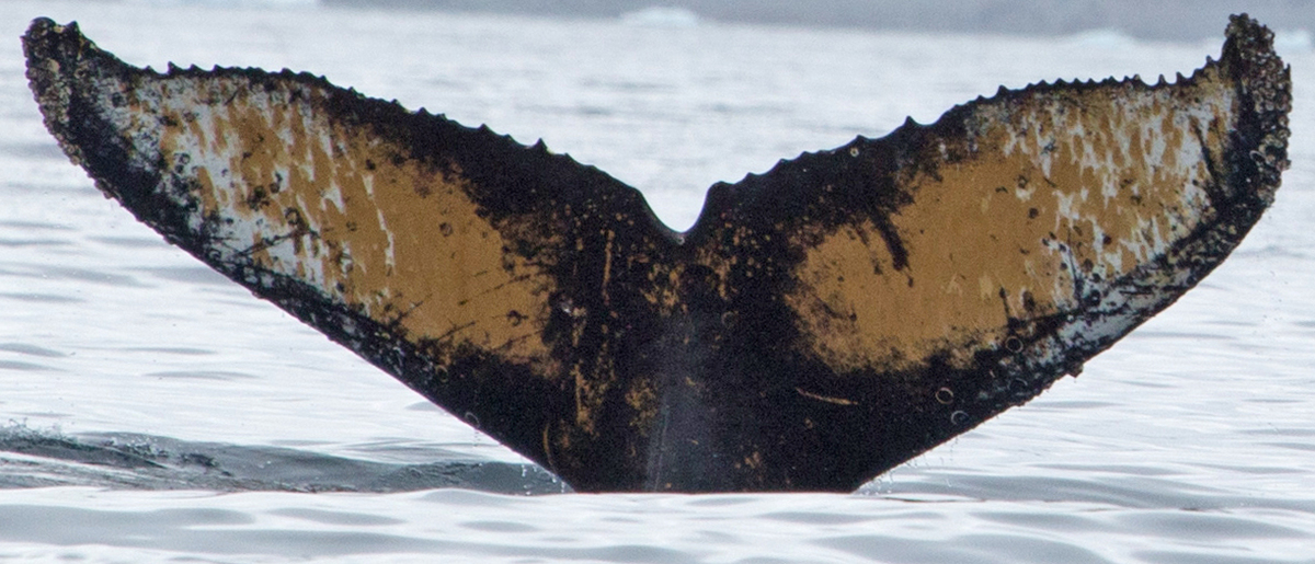 Fluke of HW-MN1300615