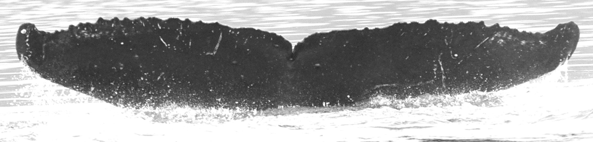 Fluke of MaikaMaika