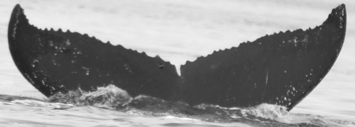 Fluke of Makahiki