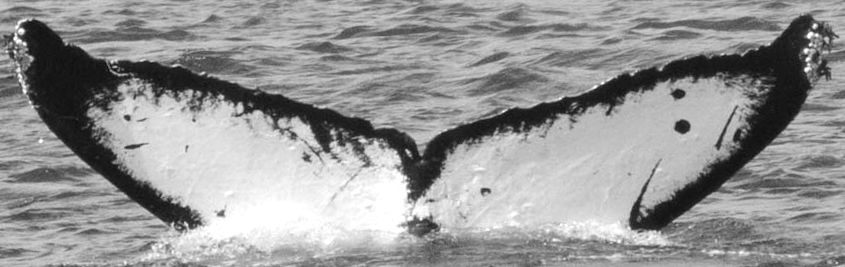 Fluke of Makamakaula aka Tazzle