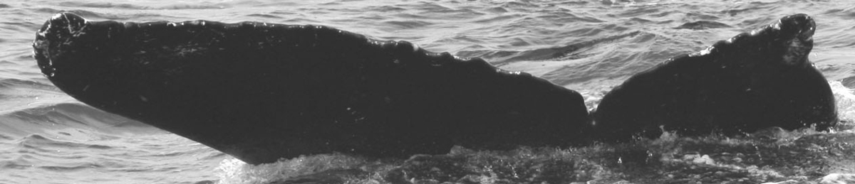 Fluke of Malamalama aka Asymmetry (FS)