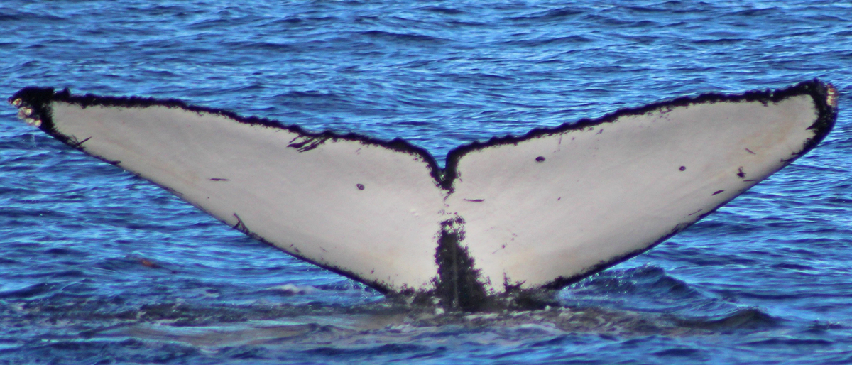 Fluke of CRC-13726