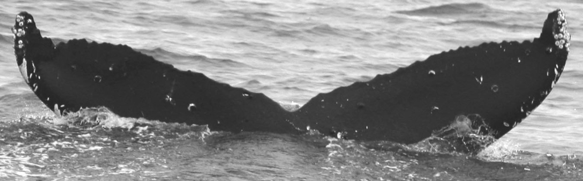 Fluke of Melehimeni