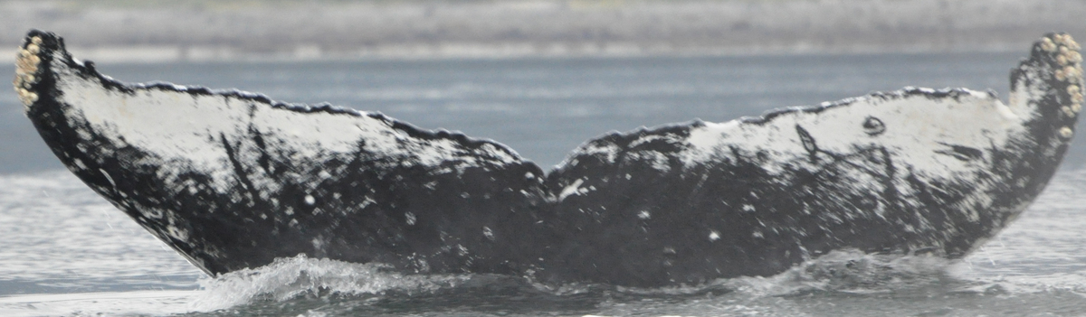 Fluke of Melpomene (FS)