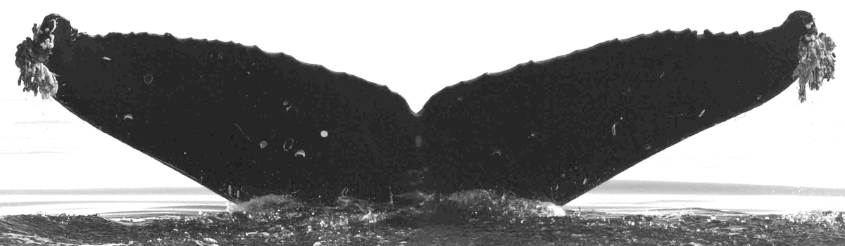 Fluke of Melville
