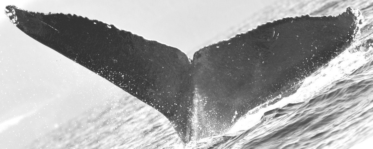 Fluke of Menahuni (FS)