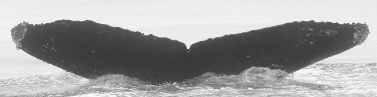 Fluke of CRC-15370