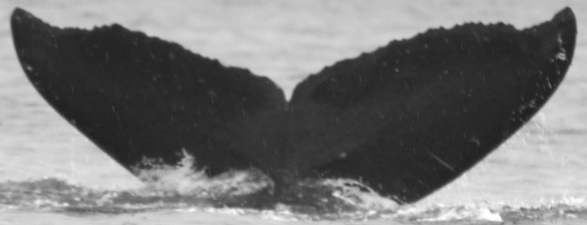 Fluke of Moluccana (FS)