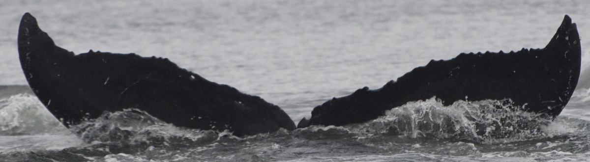 Fluke of Moomomi aka Mahaoui or Speyeria (FS)