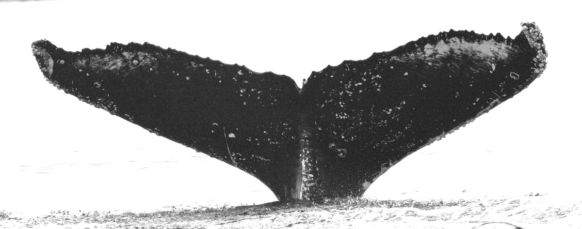 Fluke of Zionya aka Razorback (Wrangell)