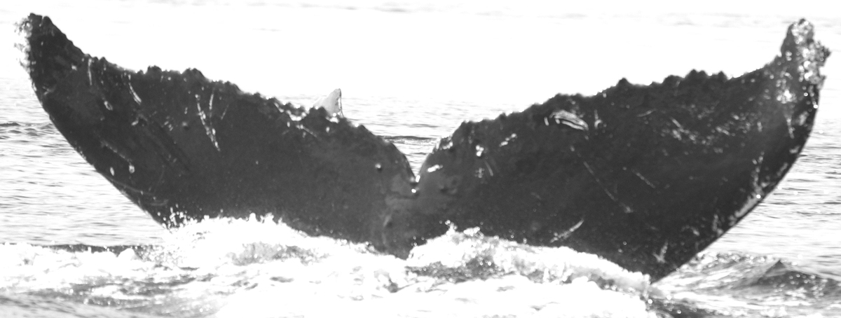 Fluke of ZebraDanio aka Swallow (FS)