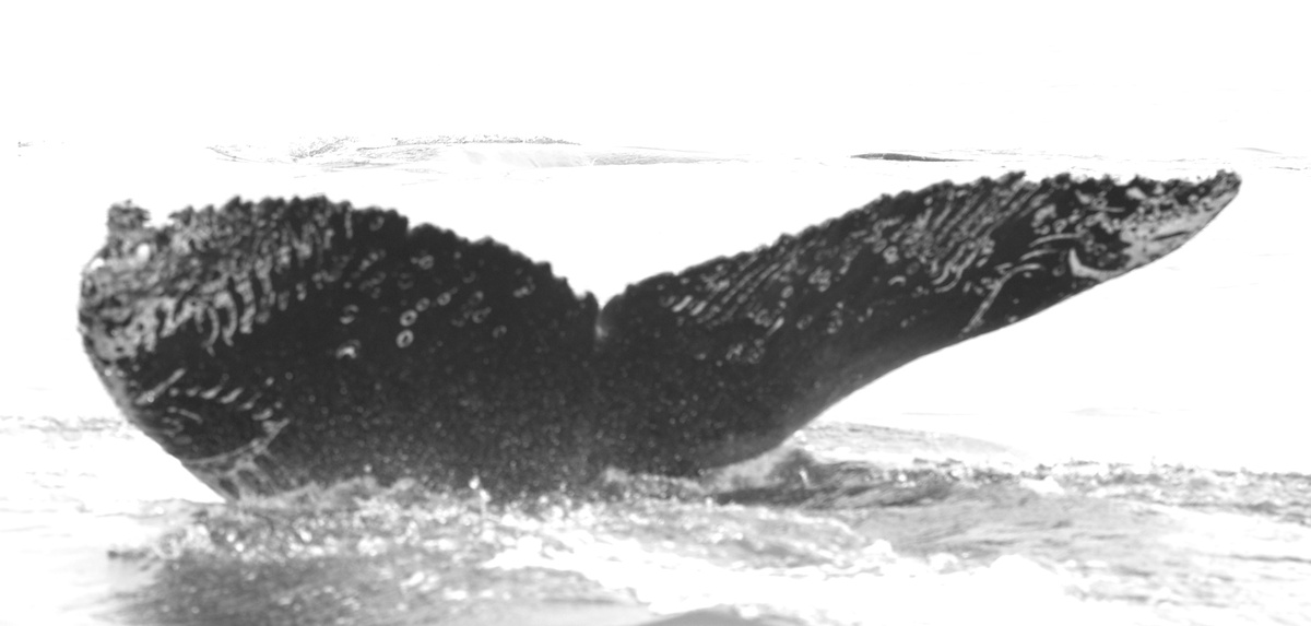 Fluke of Whangara (FS)